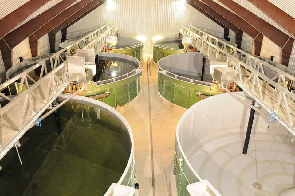 Hatcheries