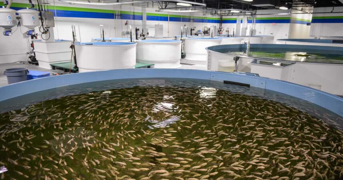 Recirculating aquaculture system