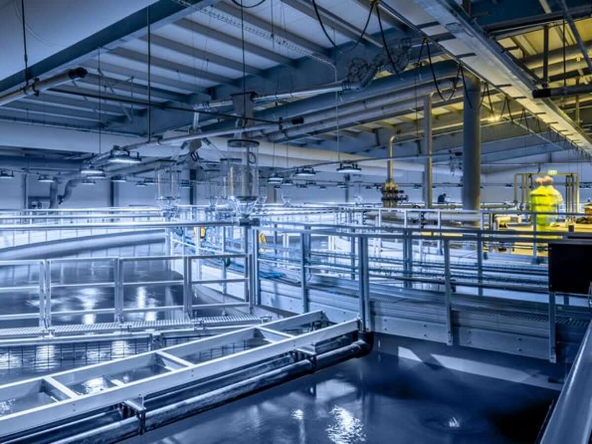 Modern RAS salmon facility